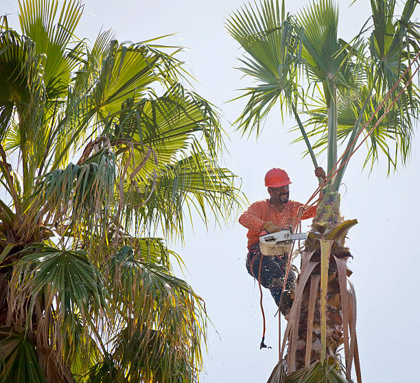 The Steps Involved in Our Tree Care Process in North Yelm, WA